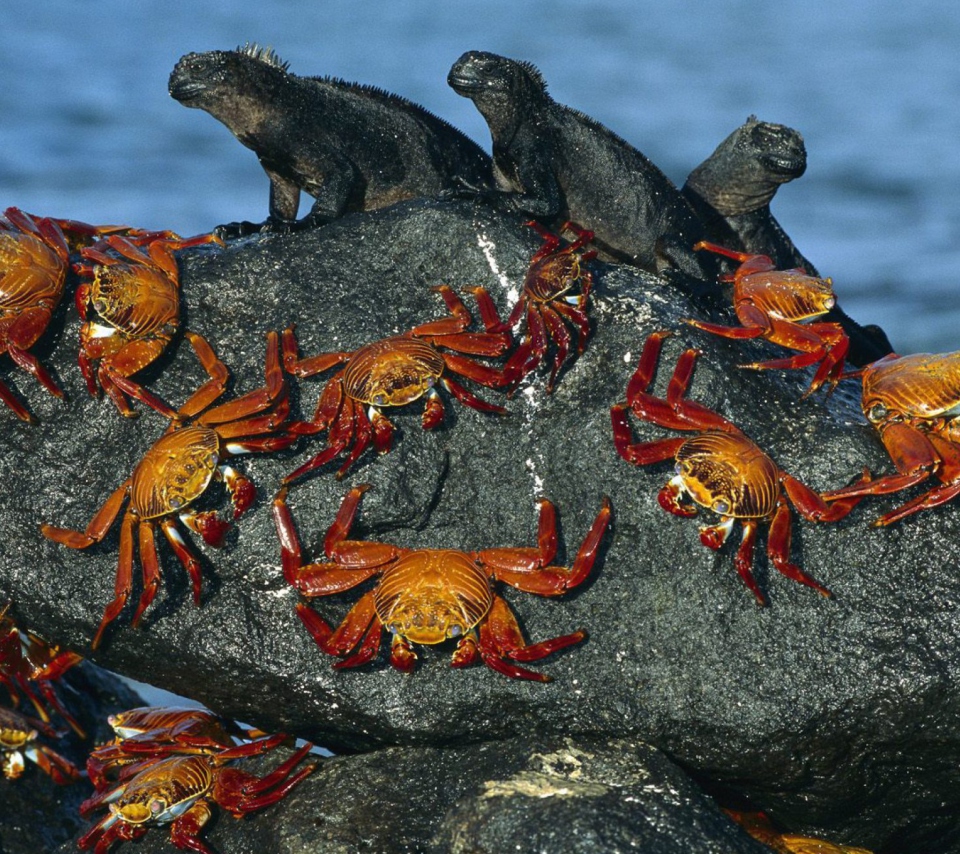 Обои Iguanas And Crabs 960x854