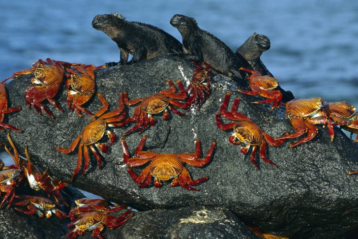 Iguanas And Crabs wallpaper