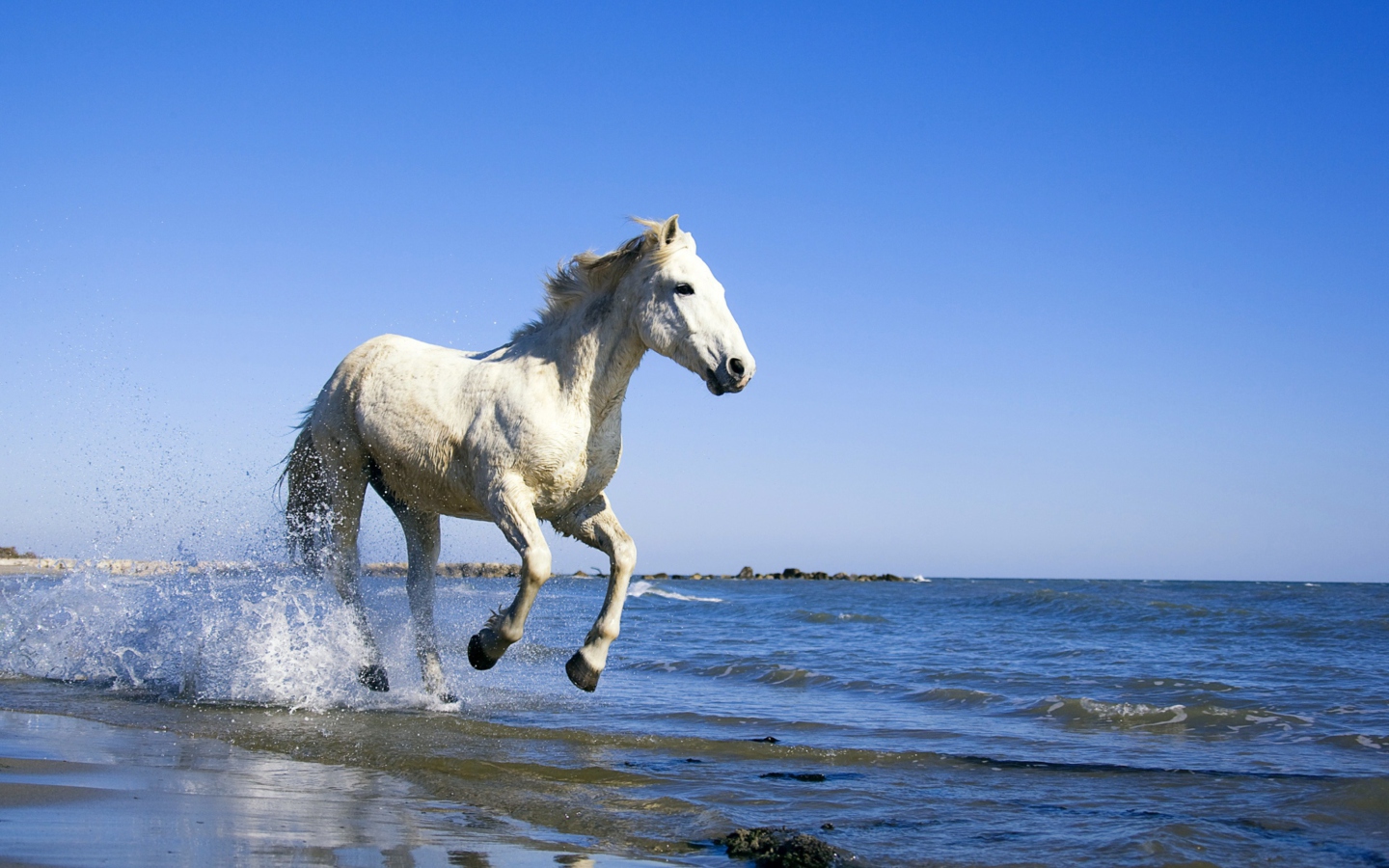 Fondo de pantalla White Horse 1440x900