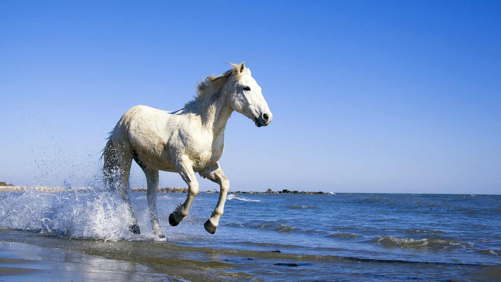 Fondo de pantalla White Horse 1600x900