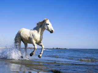 Screenshot №1 pro téma White Horse 320x240