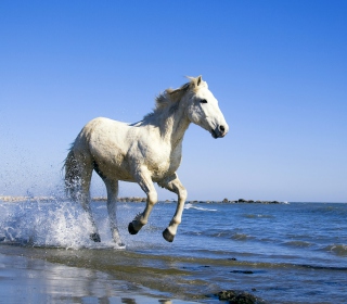 White Horse sfondi gratuiti per iPad Air