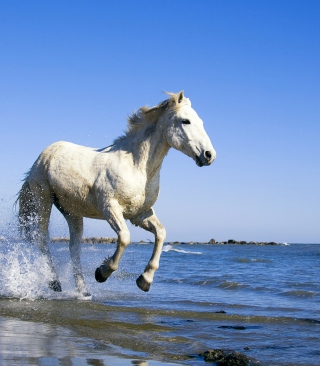 White Horse - Obrázkek zdarma pro Nokia X2