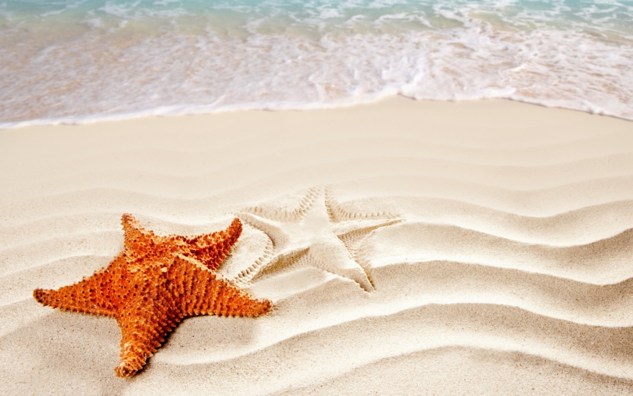 Fondo de pantalla Orange Sea Star 1280x800