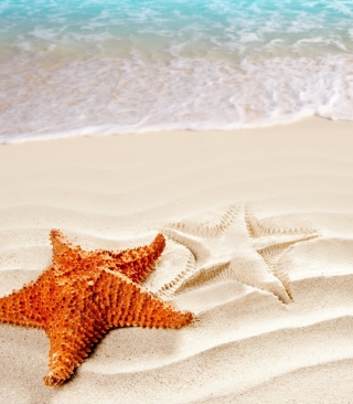 Orange Sea Star - Obrázkek zdarma pro Nokia X3