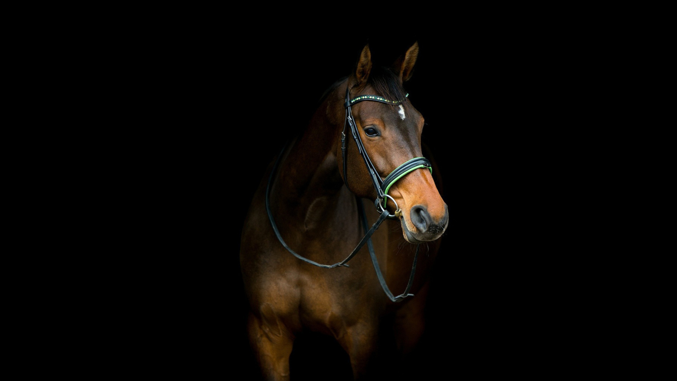 Обои Horse In Dark 1366x768