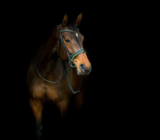 Horse In Dark - Obrázkek zdarma pro 1024x1024