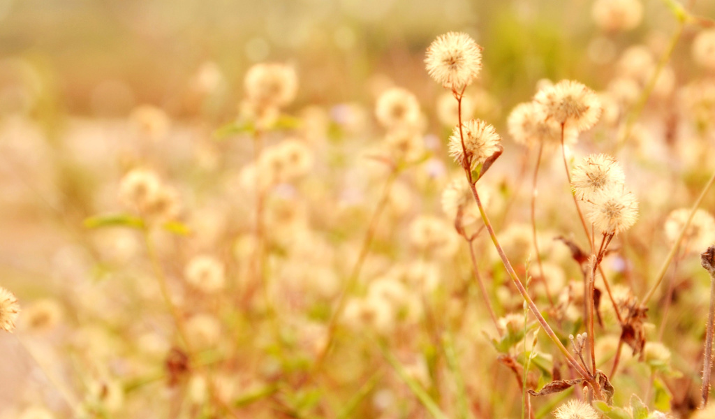 Fondo de pantalla Macro Field 1024x600