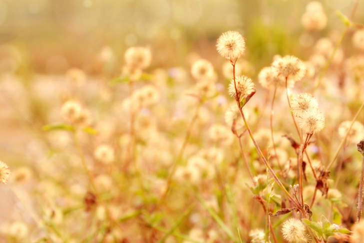 Fondo de pantalla Macro Field