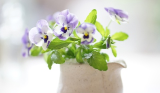 Pansy Bouquet Wallpaper for Android, iPhone and iPad