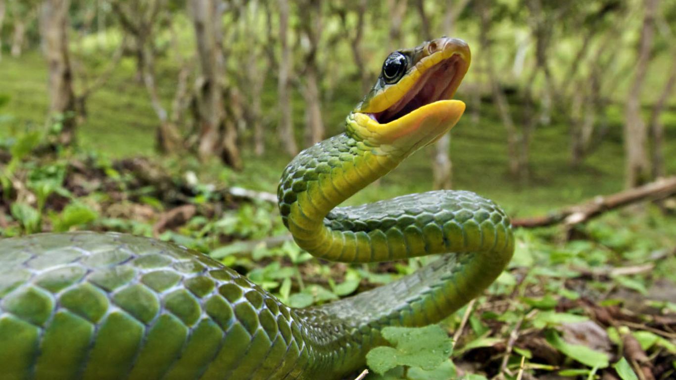 Sfondi Green Snake 1366x768