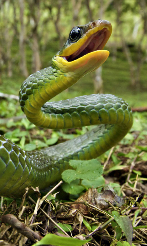 Green Snake screenshot #1 480x800