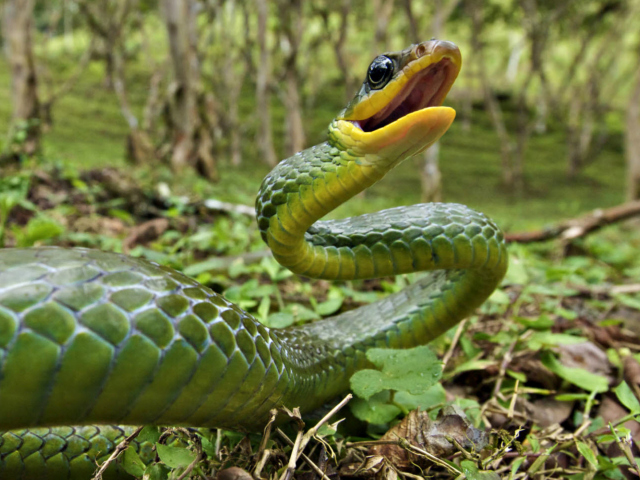 Green Snake wallpaper 640x480