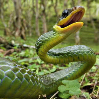 Green Snake - Obrázkek zdarma pro iPad 2
