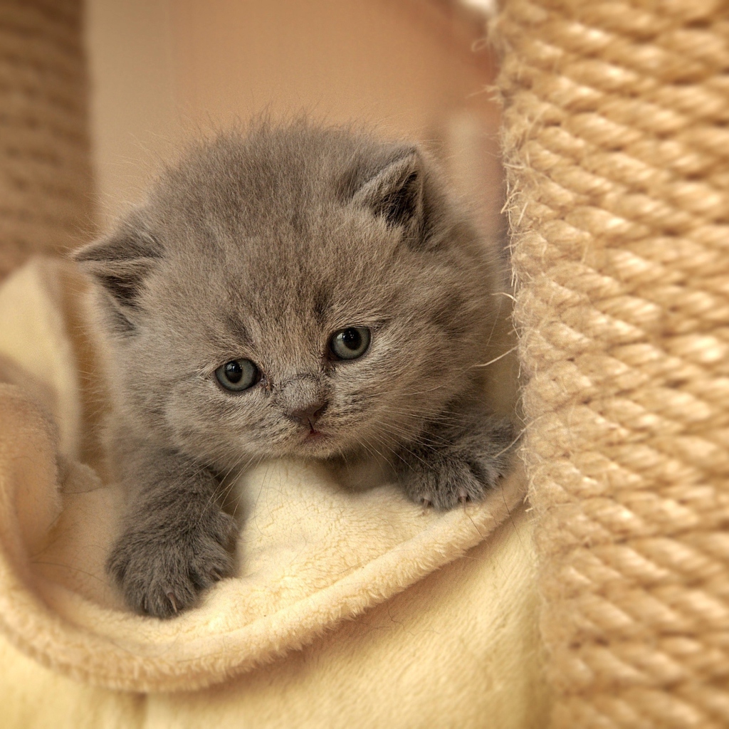 Sfondi Cute Grey Kitten 1024x1024