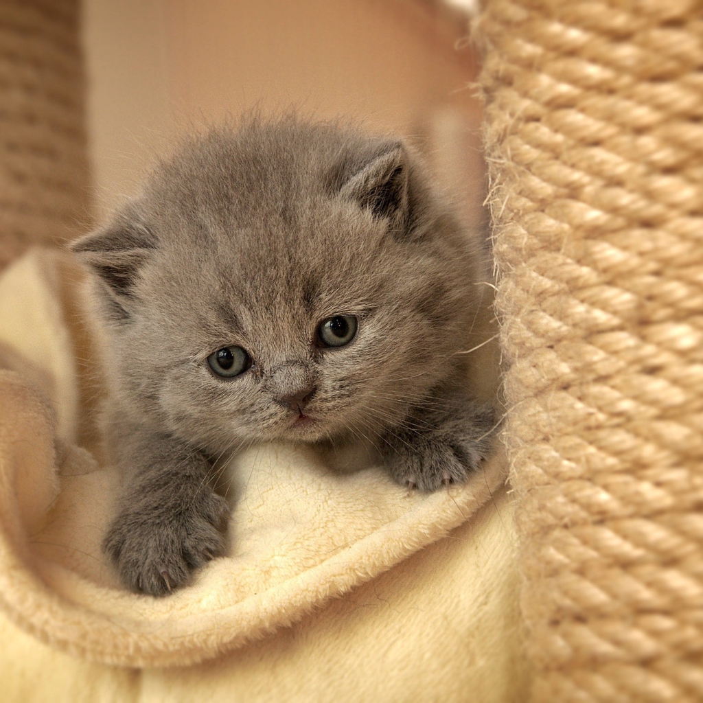 Das Cute Grey Kitten Wallpaper 1024x1024