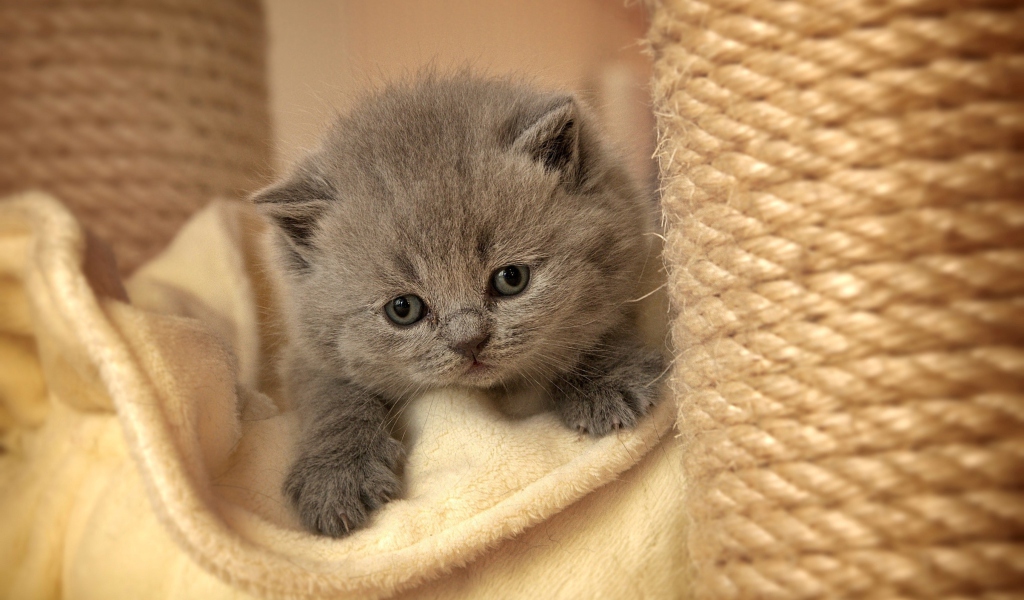 Обои Cute Grey Kitten 1024x600