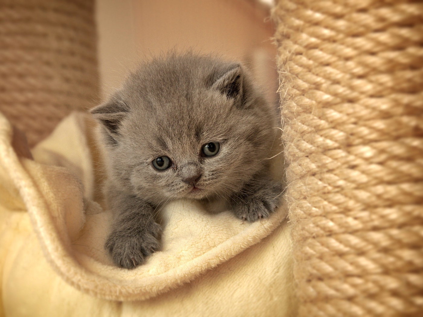 Screenshot №1 pro téma Cute Grey Kitten 1400x1050