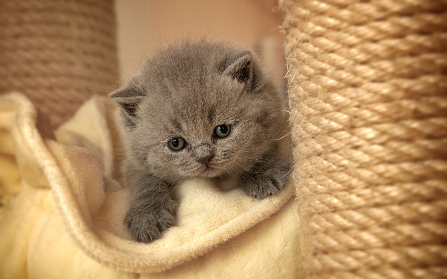 Screenshot №1 pro téma Cute Grey Kitten 1440x900