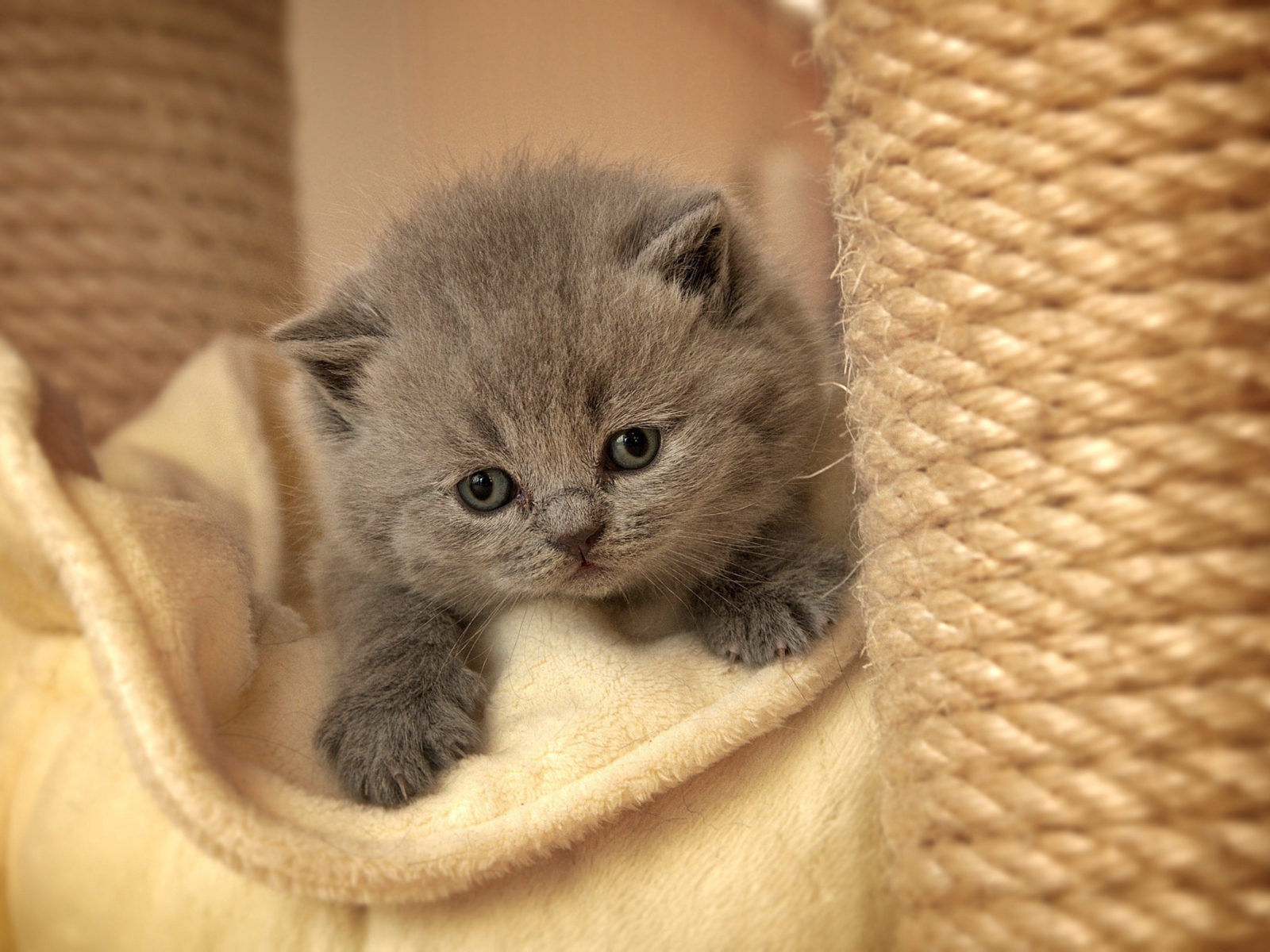 Fondo de pantalla Cute Grey Kitten 1600x1200