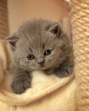 Обои Cute Grey Kitten 176x220