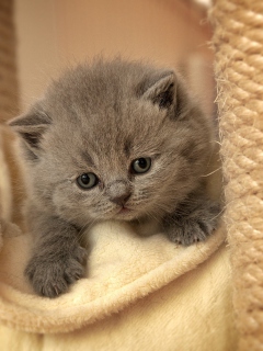 Sfondi Cute Grey Kitten 240x320