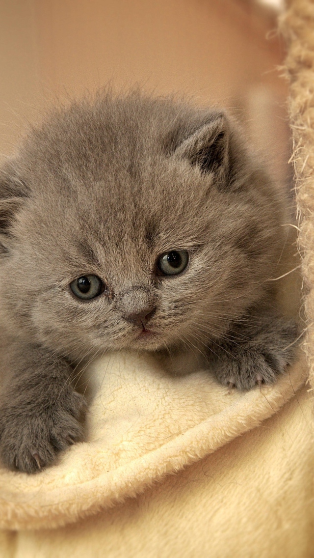 Das Cute Grey Kitten Wallpaper 640x1136