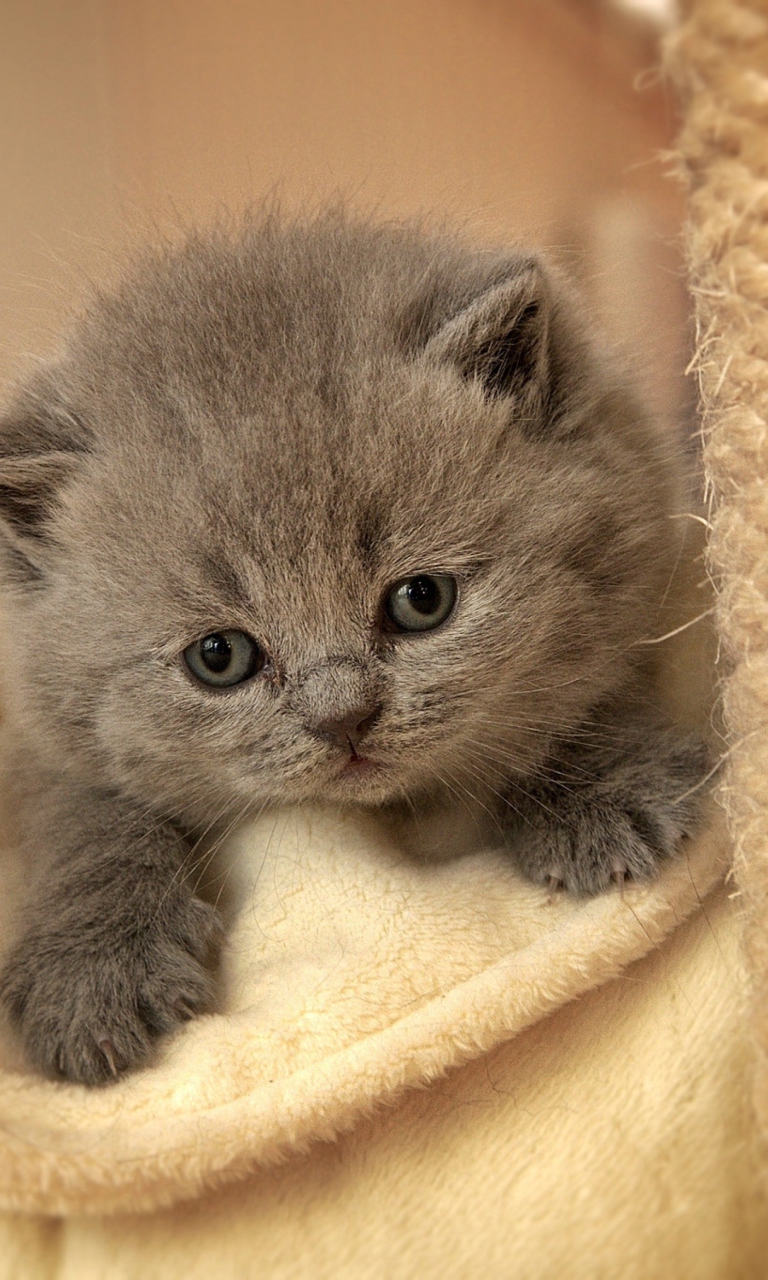 Обои Cute Grey Kitten 768x1280