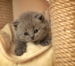 Cute Grey Kitten - Obrázkek zdarma pro 128x128