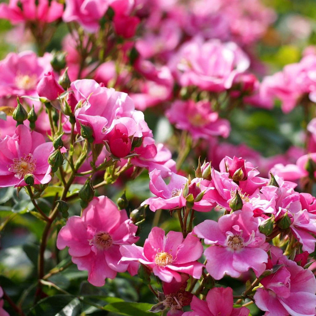 Fondo de pantalla Rose bush flowers in garden 1024x1024