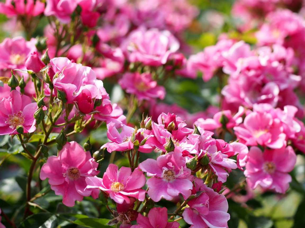 Обои Rose bush flowers in garden 1152x864