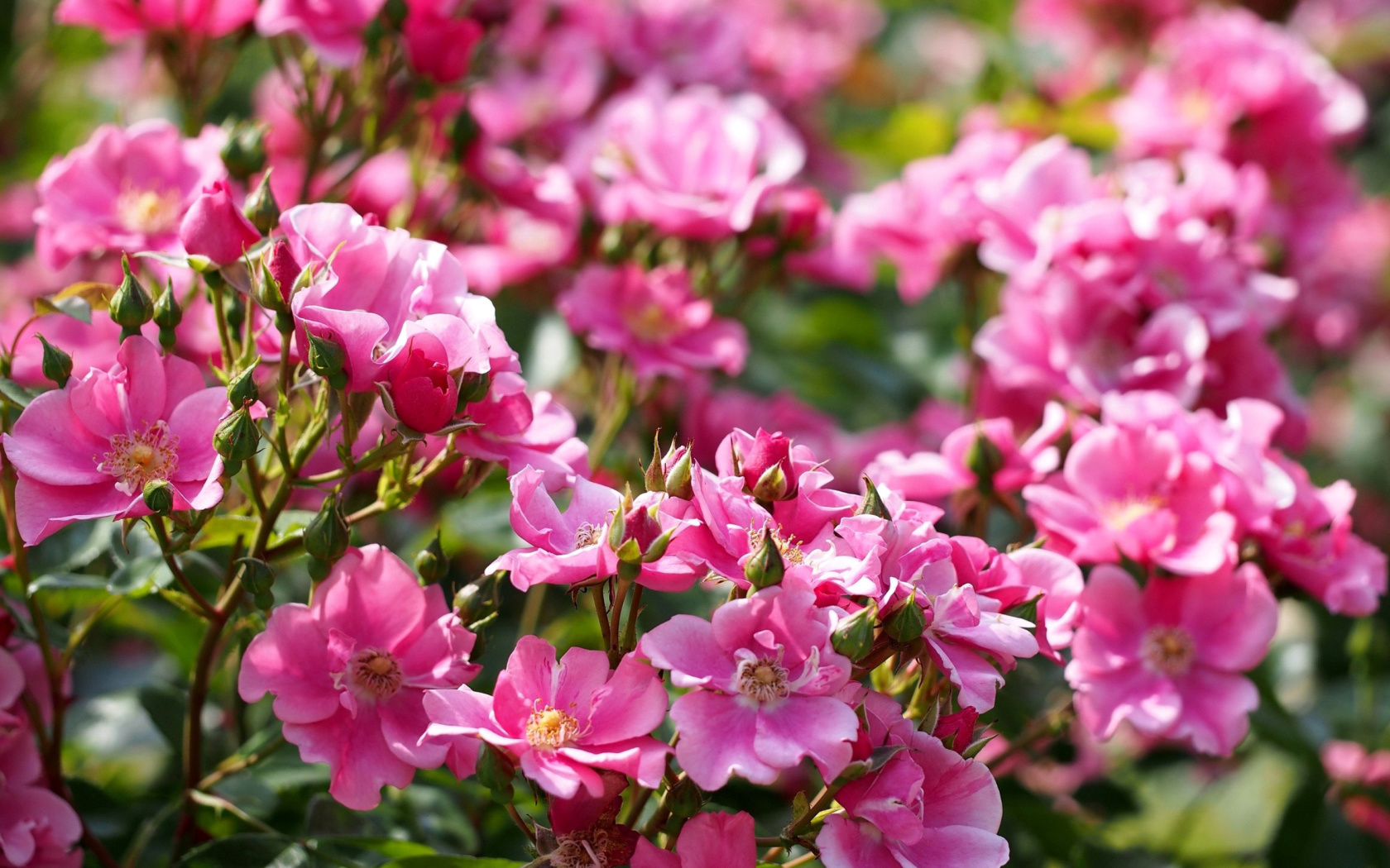 Screenshot №1 pro téma Rose bush flowers in garden 1680x1050