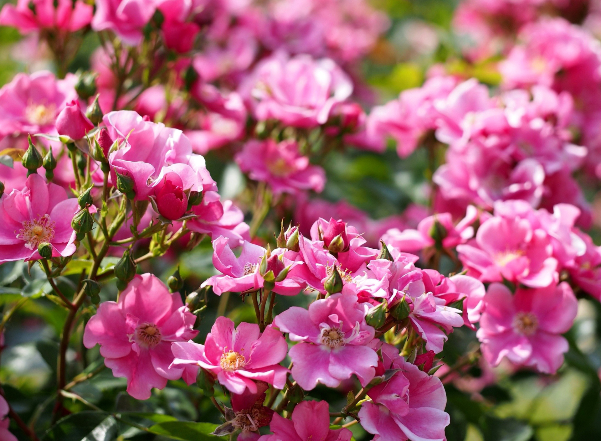 Rose bush flowers in garden wallpaper 1920x1408