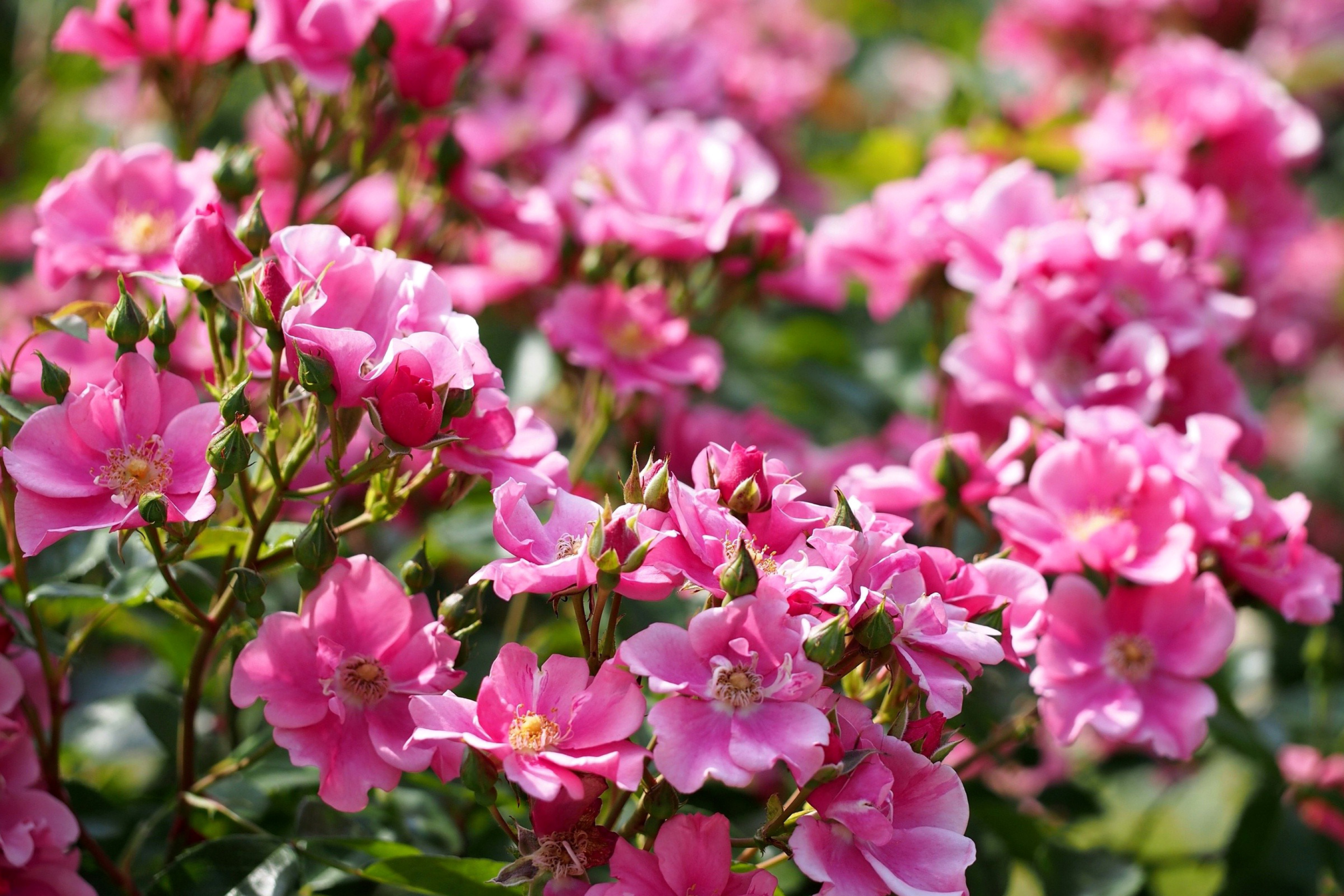 Fondo de pantalla Rose bush flowers in garden 2880x1920