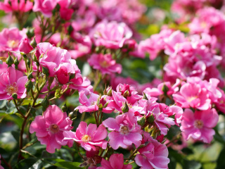 Обои Rose bush flowers in garden 320x240