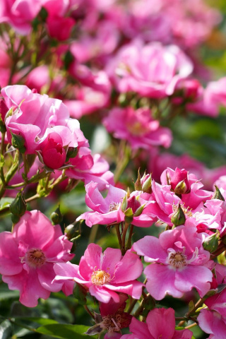 Fondo de pantalla Rose bush flowers in garden 320x480
