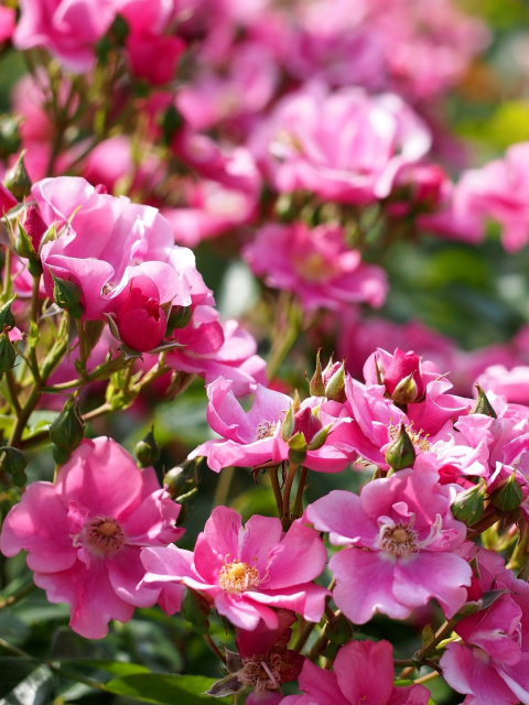 Screenshot №1 pro téma Rose bush flowers in garden 480x640