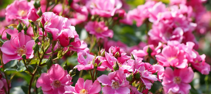 Fondo de pantalla Rose bush flowers in garden 720x320