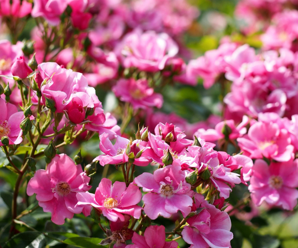 Fondo de pantalla Rose bush flowers in garden 960x800