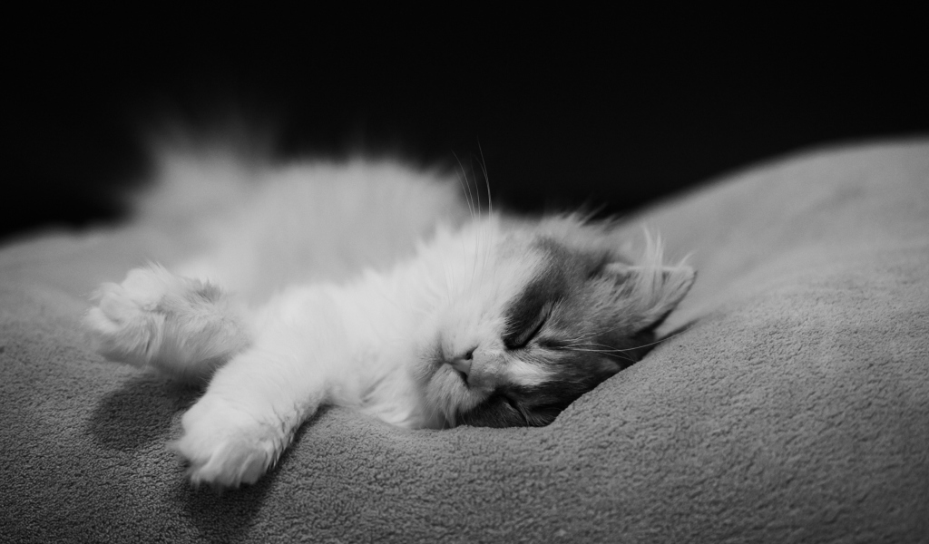 Das Kitten Sleep Wallpaper 1024x600