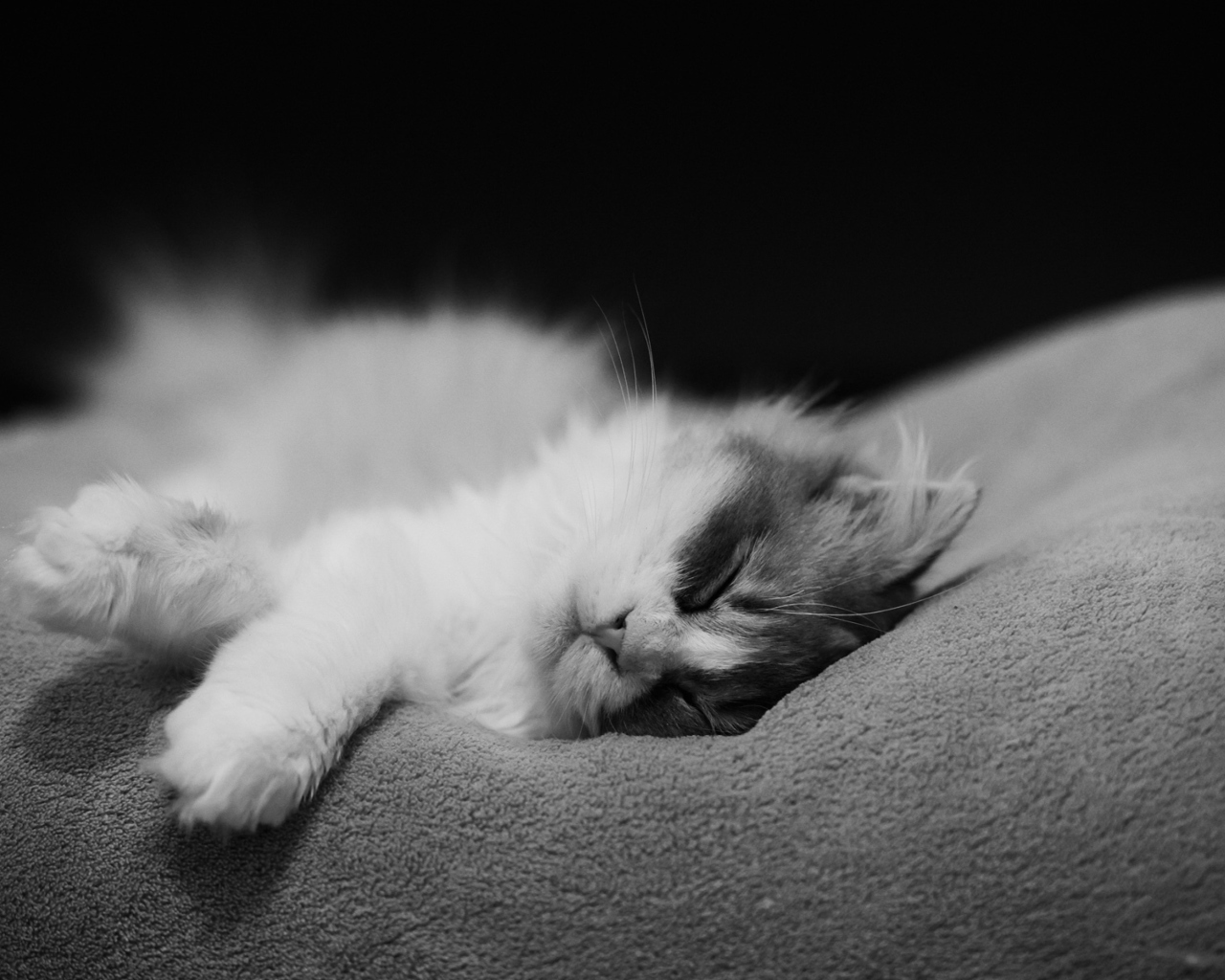 Das Kitten Sleep Wallpaper 1280x1024