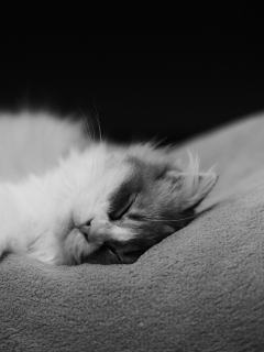 Das Kitten Sleep Wallpaper 240x320