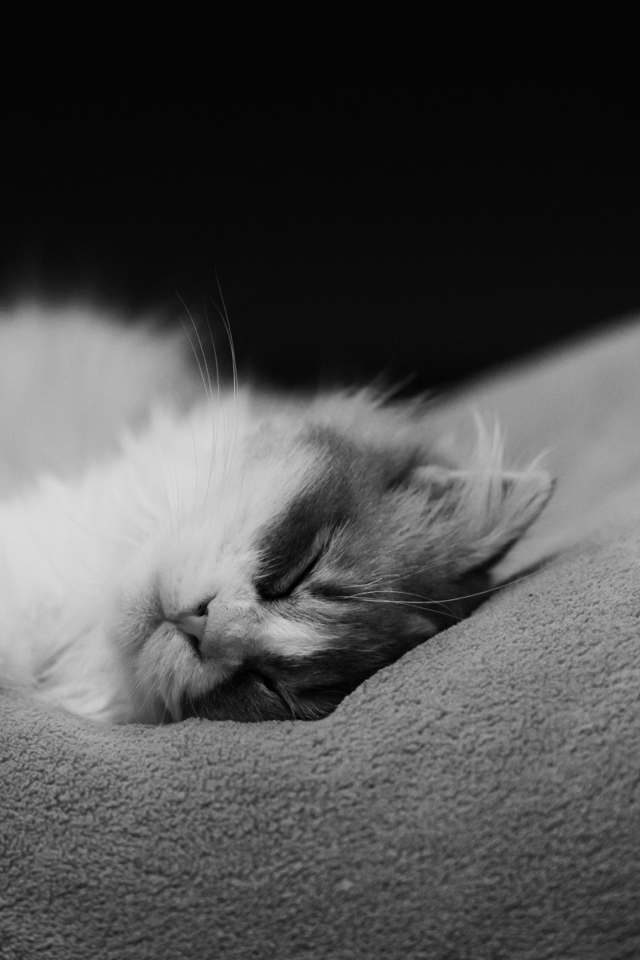 Fondo de pantalla Kitten Sleep 640x960