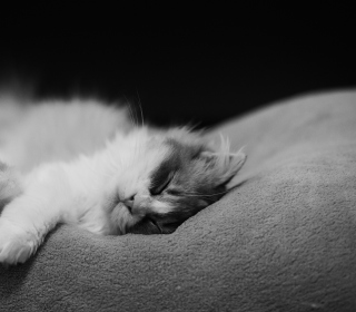 Kitten Sleep - Obrázkek zdarma pro 1024x1024