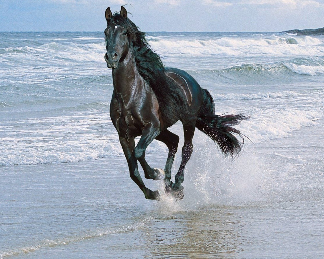 Fondo de pantalla Black Horse 1280x1024