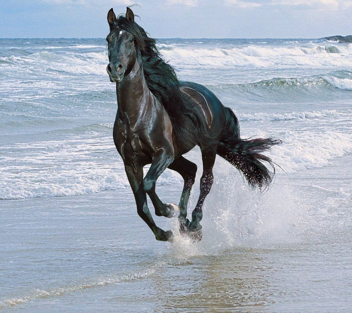 Screenshot №1 pro téma Black Horse 1440x1280