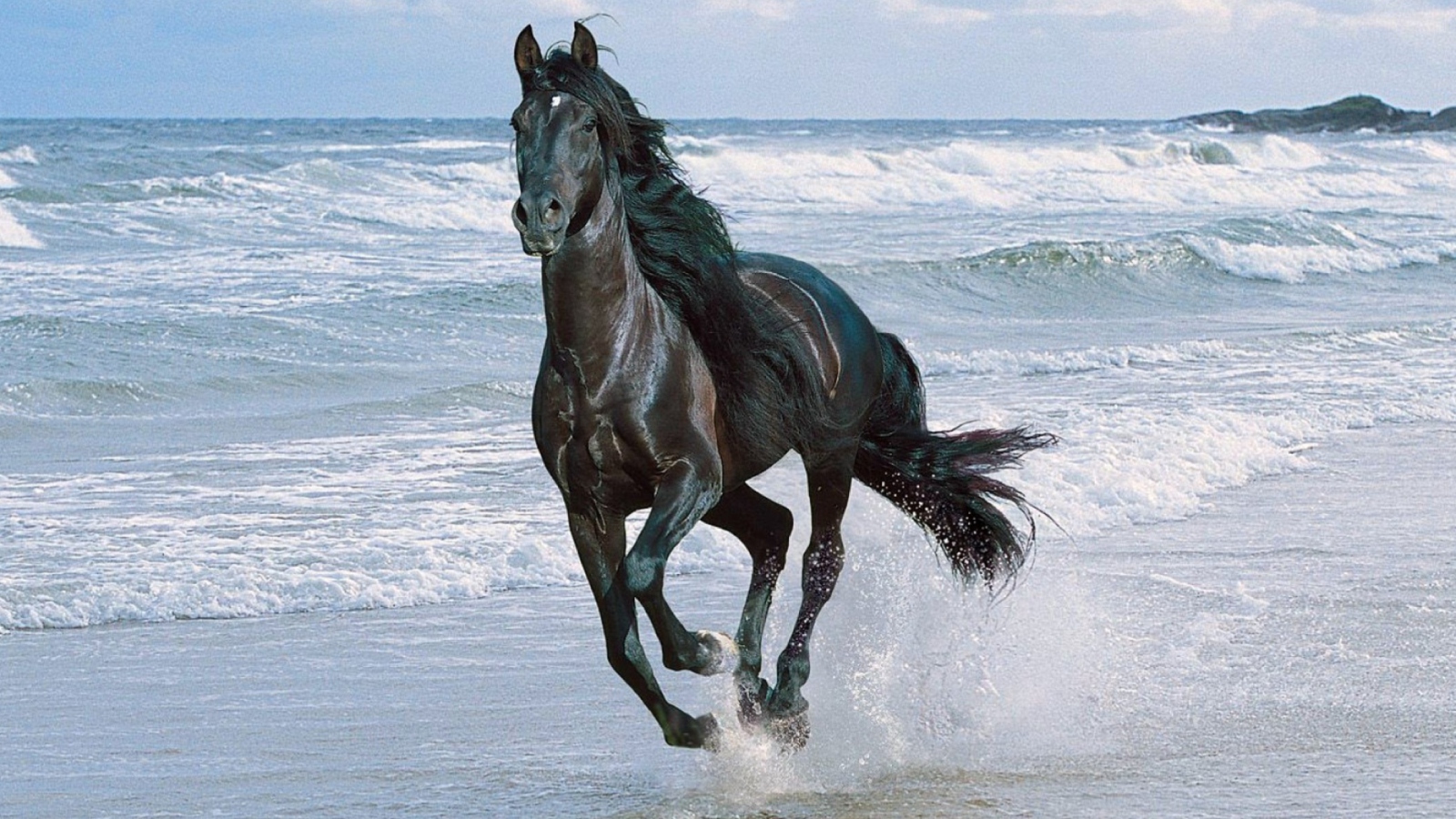 Sfondi Black Horse 1600x900