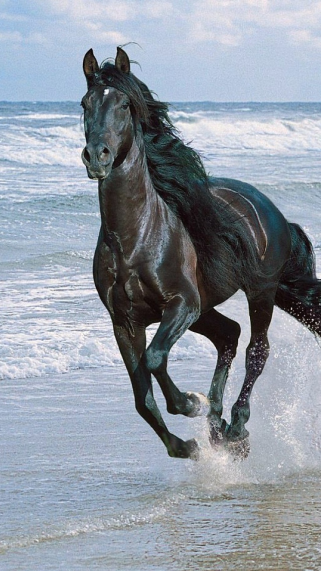 Fondo de pantalla Black Horse 640x1136