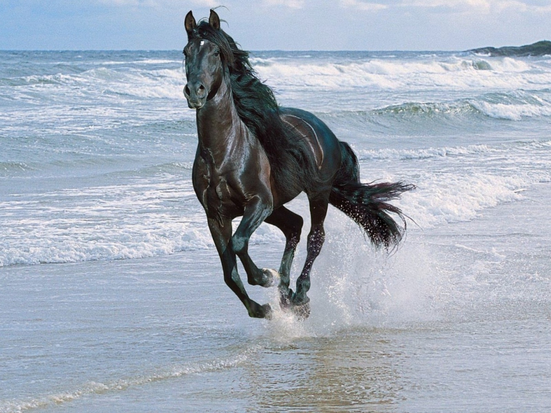 Fondo de pantalla Black Horse 800x600