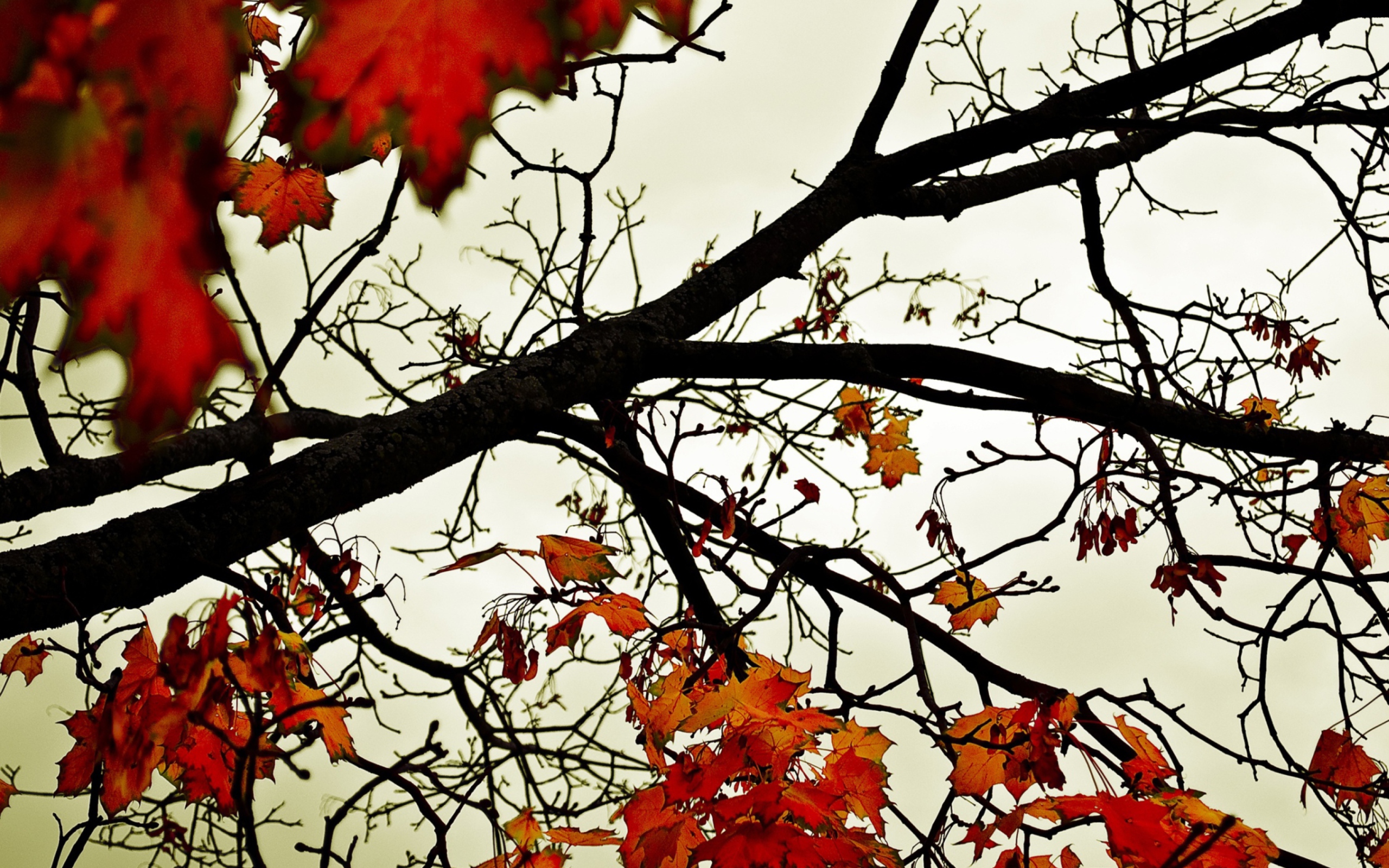 Autumn Branch wallpaper 2560x1600